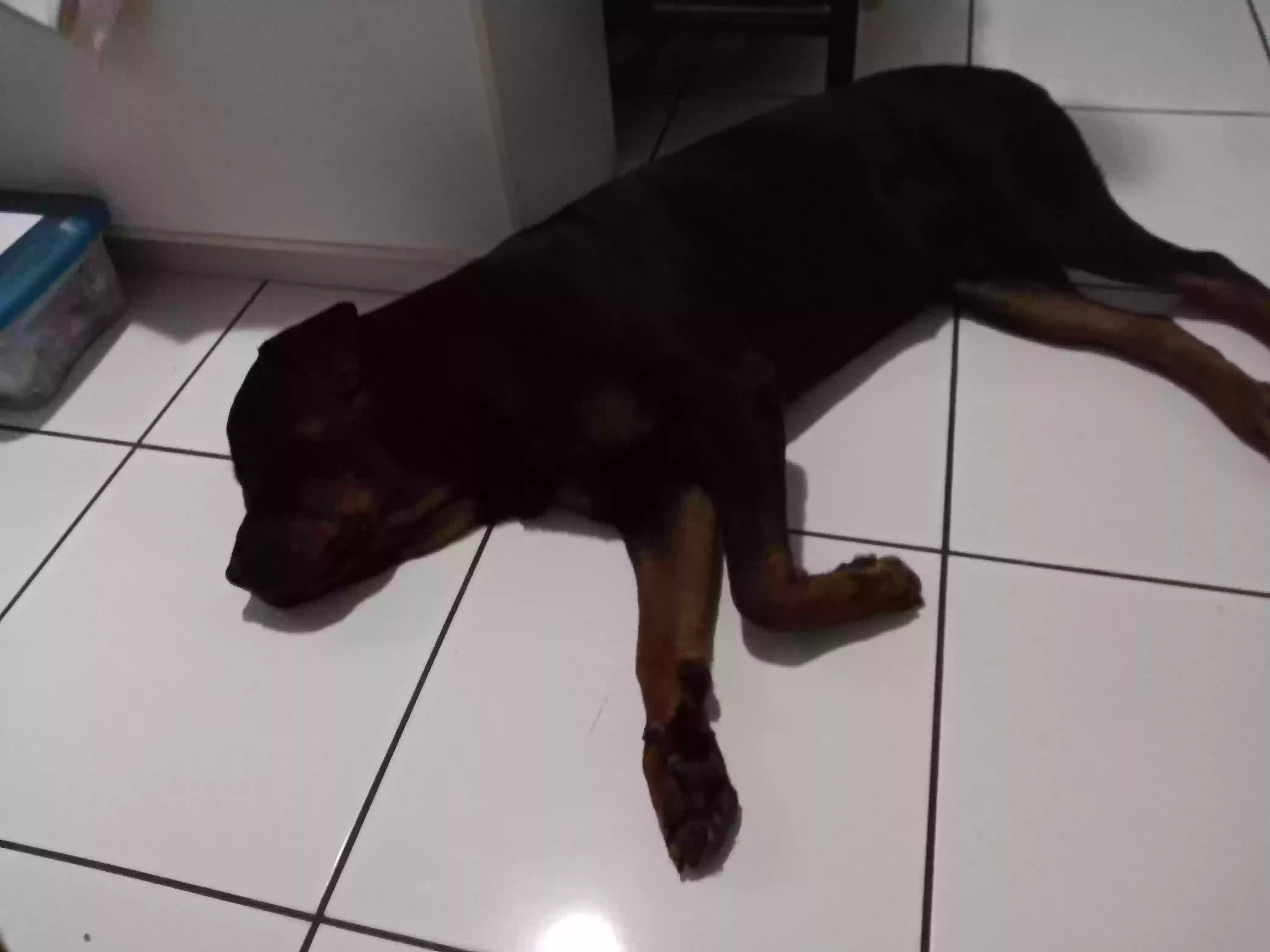 adoptable Dog in Miami,FL named Zeus